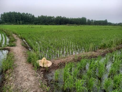 عکس رضوانشهر