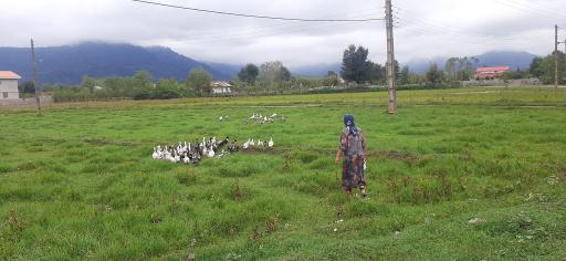 عکس رضوانشهر