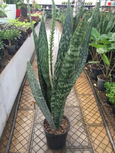 عکس گلخانه ترنم