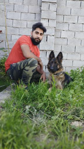 عکس باشگاه پرورش سگ دز کنل