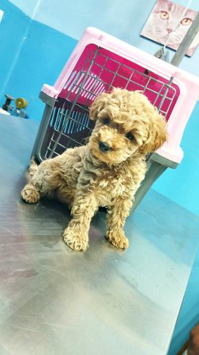 باشگاه پرورش سگ دز کنل