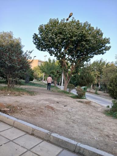 عکس بوستان کاج