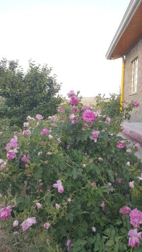 عکس باغ باسمنج کاظمی