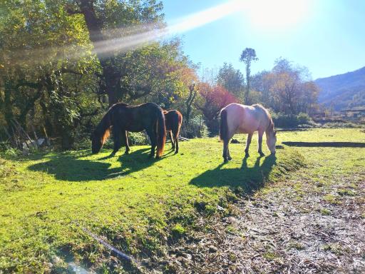 عکس اقامتگاه بومگردی گیلدا