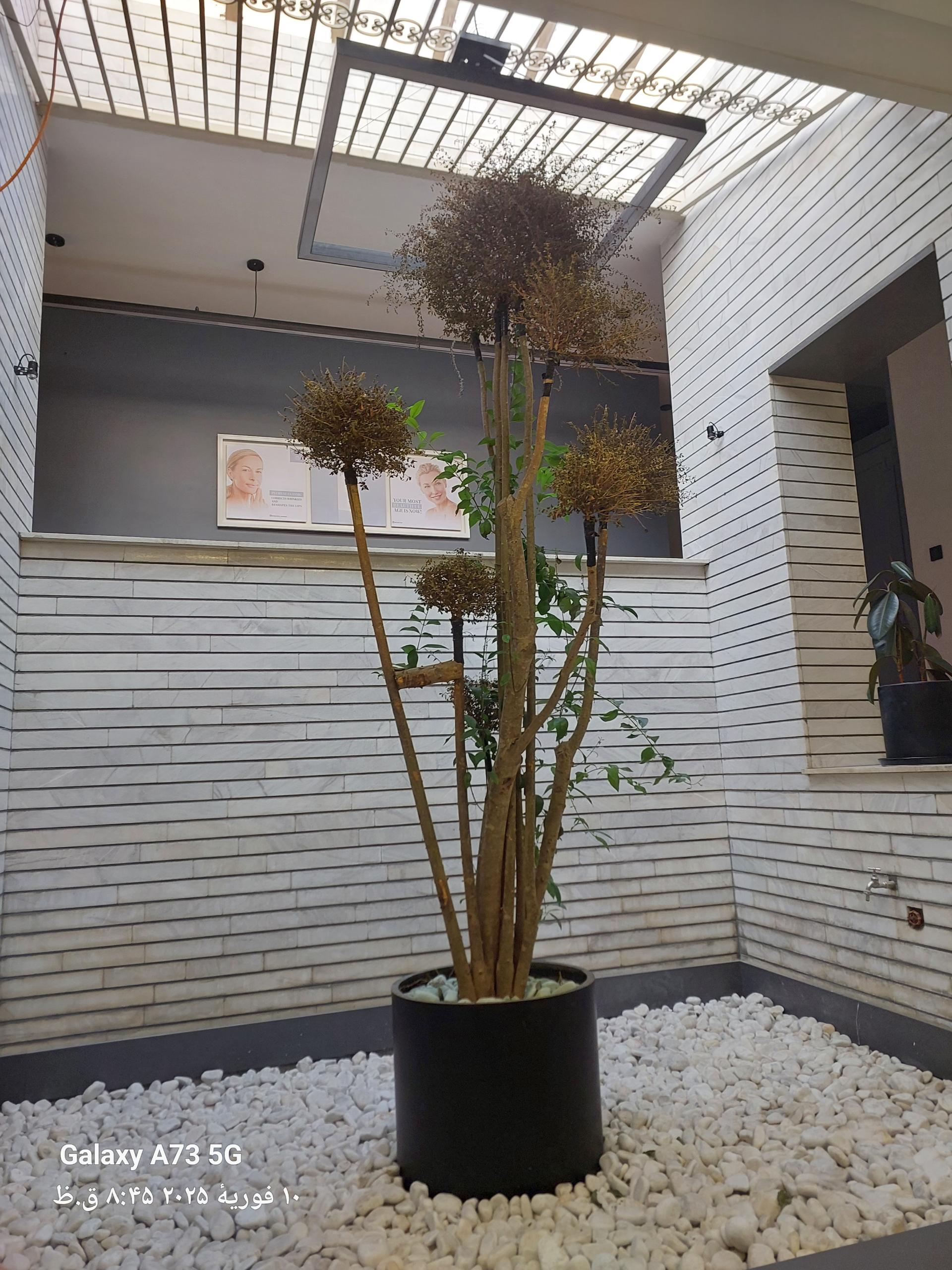 عکس دکتر مهشید علیزاده