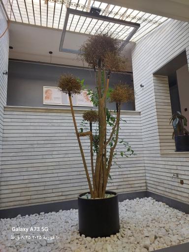 عکس دکتر مهشید علیزاده