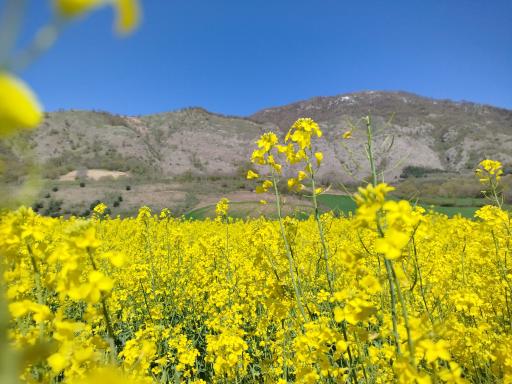 عکس مینودشت