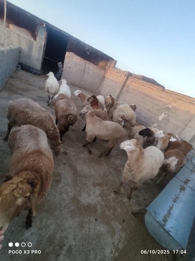عکس دامداری میلاد 
