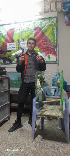 پرنده سرای چکاوک