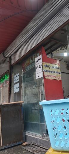 عکس ماهی قزل آلا زنده