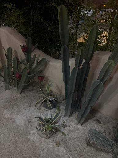 عکس کافه گل کوبا