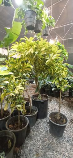 عکس گلخانه ملورین