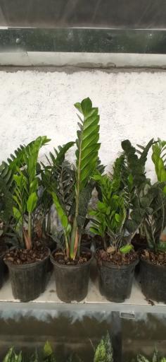 عکس گلخانه ملورین