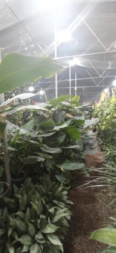 عکس گلخانه ملورین