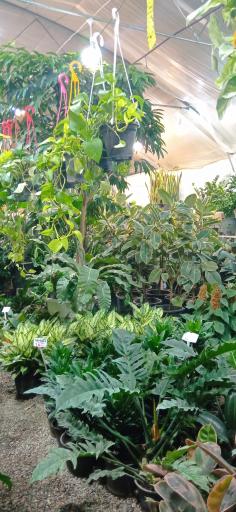 عکس گلخانه ملورین