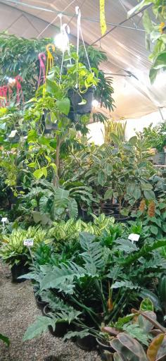 عکس گلخانه ملورین