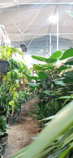 عکس گلخانه ملورین