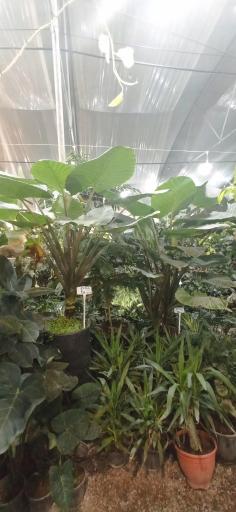 عکس گلخانه ملورین