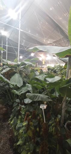 عکس گلخانه ملورین