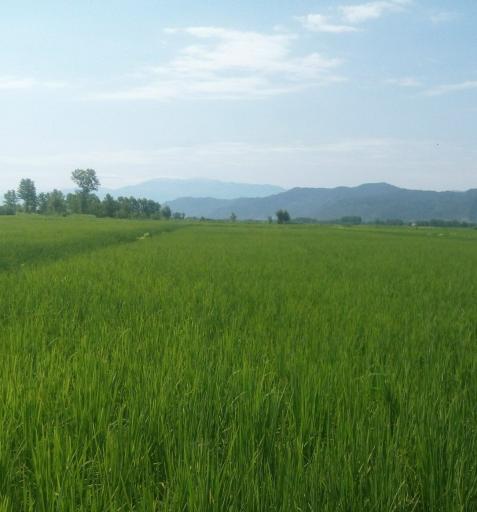 عکس گاویه