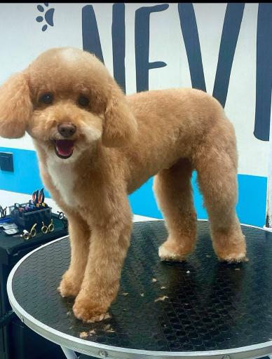 عکس آرایش پت