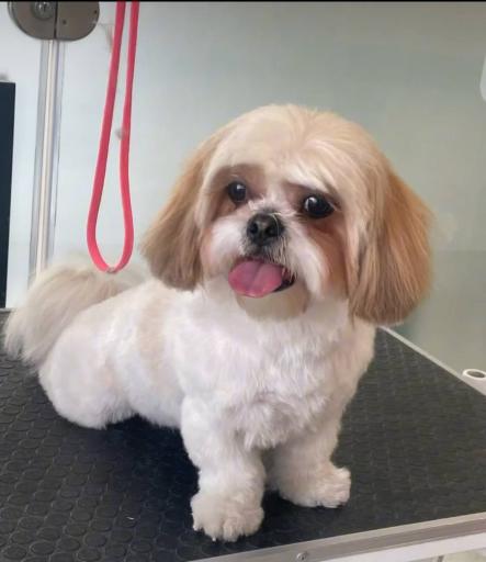 عکس آرایش پت