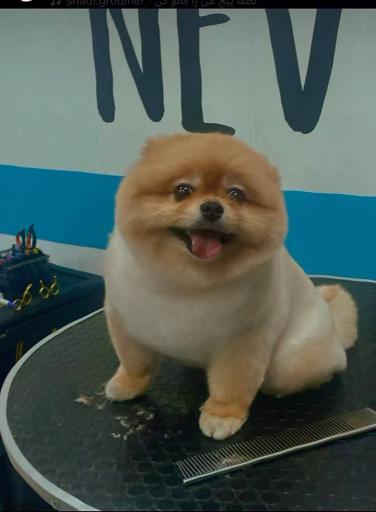 عکس آرایش پت