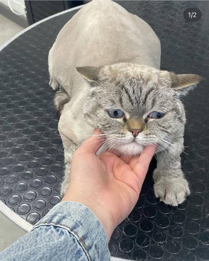 عکس آرایش پت