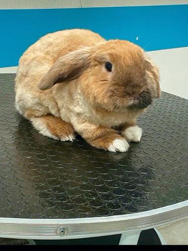 عکس آرایش پت