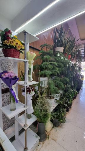 عکس گل ملل ۲