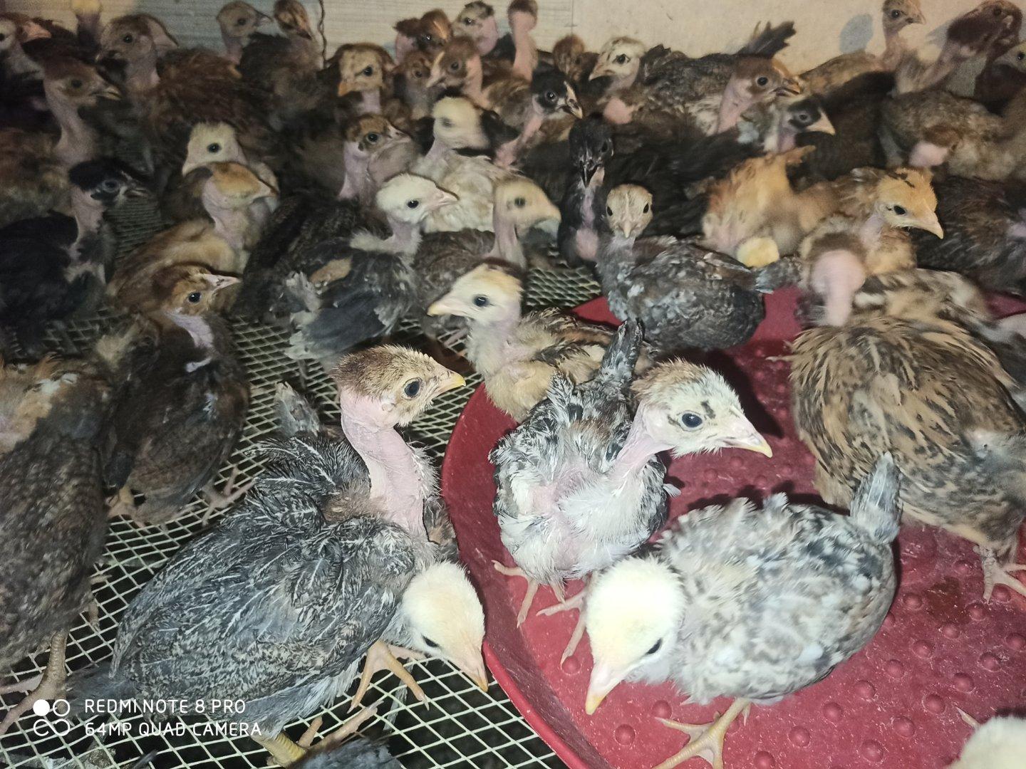 عکس جوجه سرای امید