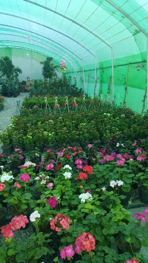 عکس گلخانه گلستان سعدی