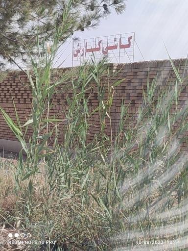 عکس کاشی کیارش