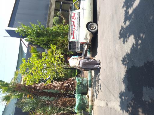 عکس گلفروشی ژینگو