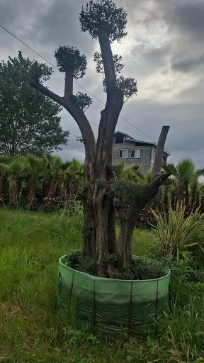 عکس گلفروشی ژینگو