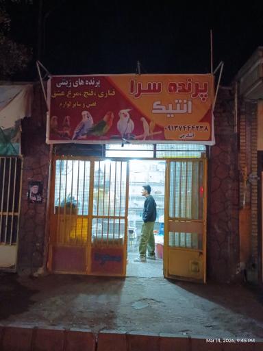 عکس پرنده فروشی آنتیک