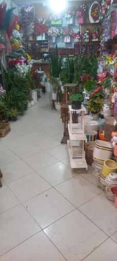 عکس گل پامچال