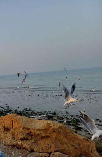 عکس ساحل سحرناز