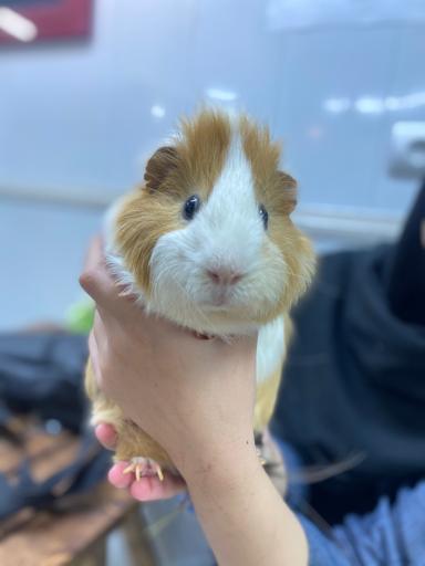 دامپزشکی یونا