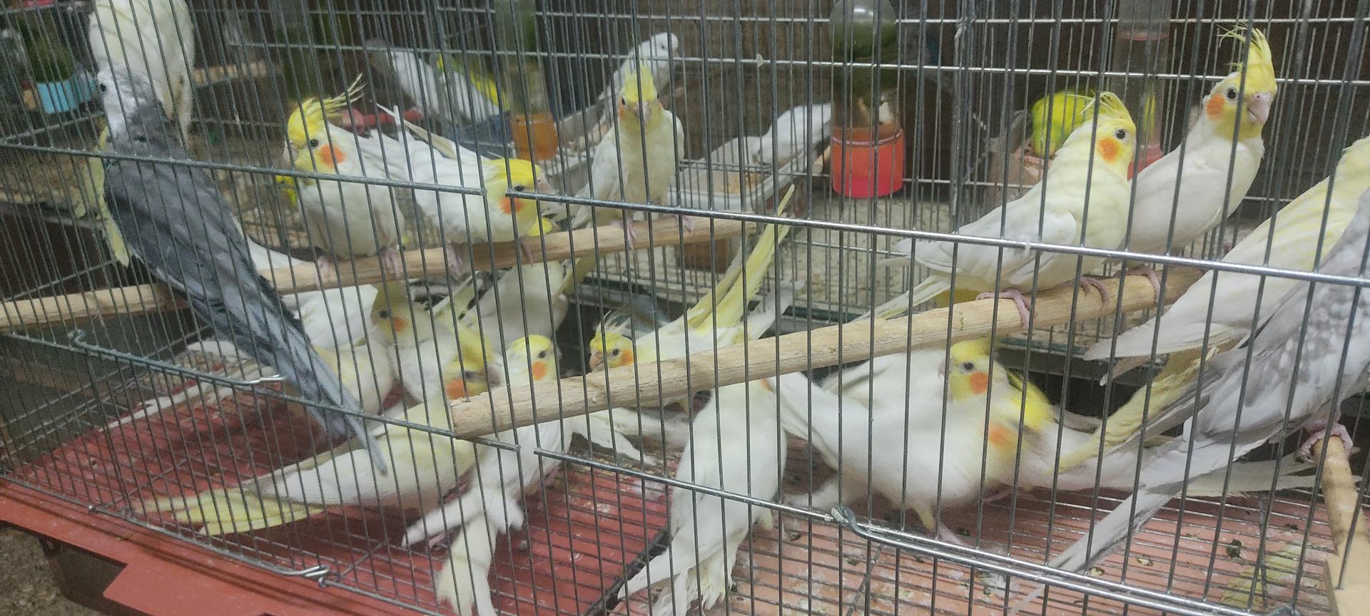 عکس اصفهان پرنده وحید