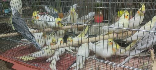 عکس اصفهان پرنده وحید