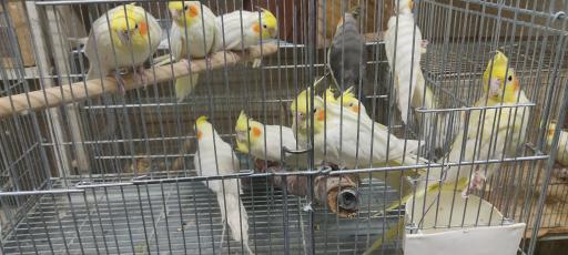 عکس اصفهان پرنده وحید