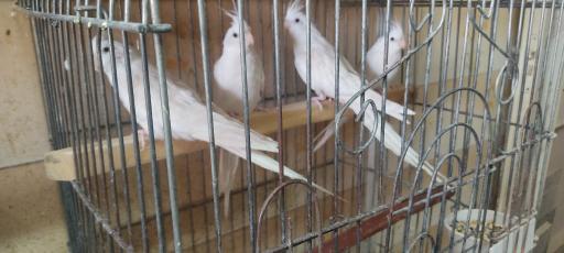 عکس اصفهان پرنده وحید