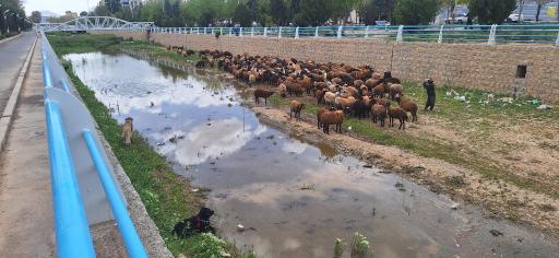 عکس سیلابی