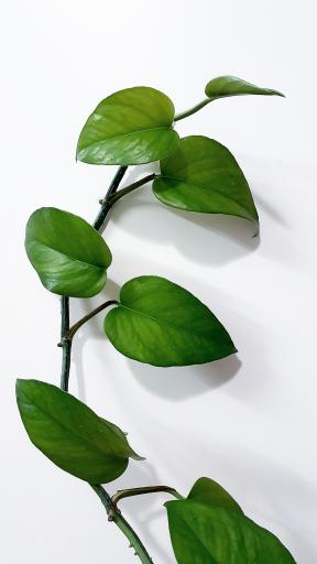 عکس خانوم گل