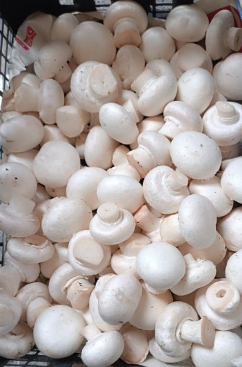 عکس قارچ فروشی زهره وند