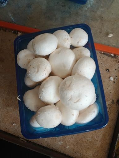 عکس قارچ فروشی زهره وند