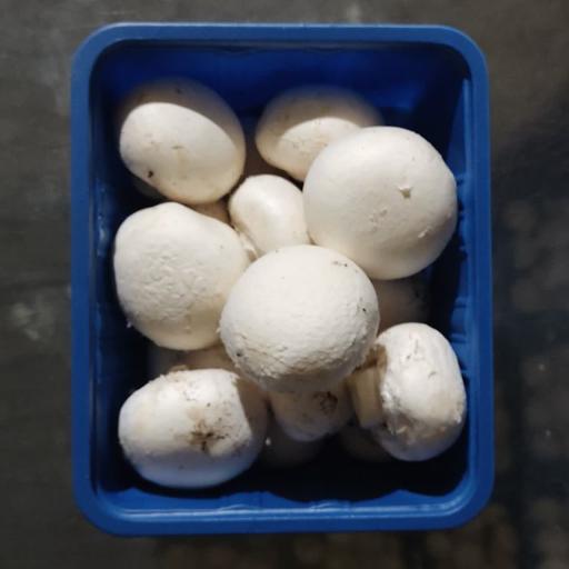 عکس قارچ فروشی زهره وند