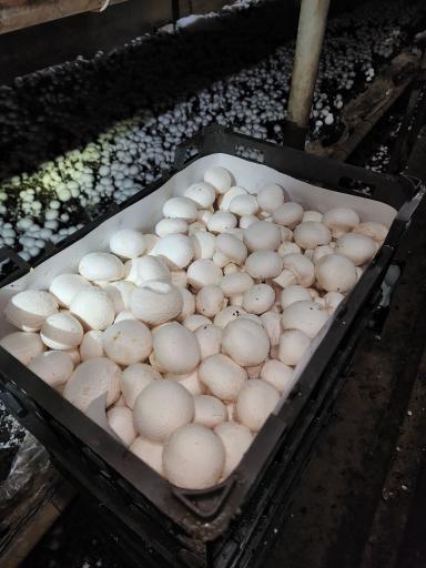 عکس قارچ فروشی زهره وند