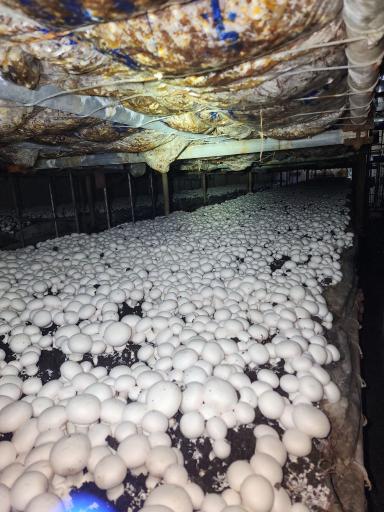 عکس قارچ فروشی زهره وند